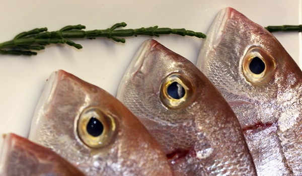 Fisk.