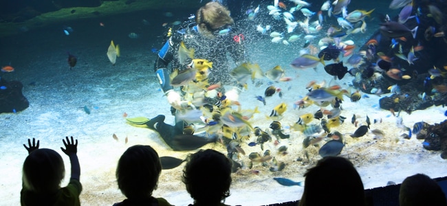 Oceanen. Foto: Universeum.