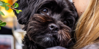 Avenyns hundvänliga guide