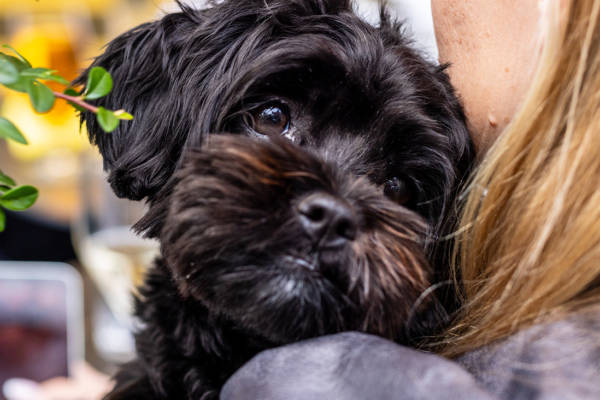 Avenyns hundvänliga guide