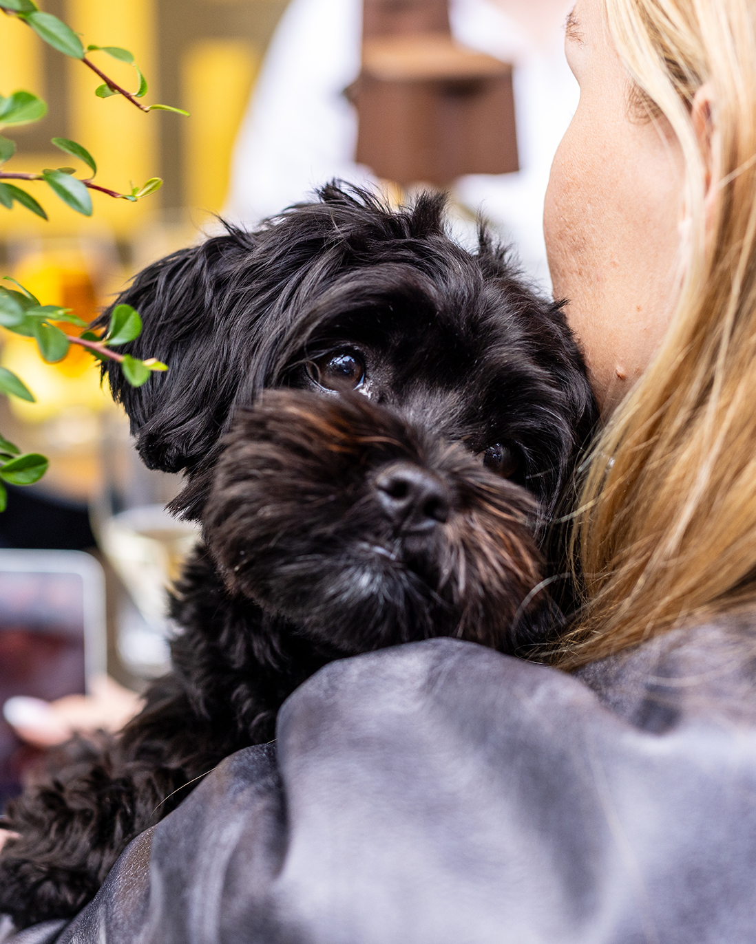 Avenyns hundvänliga guide